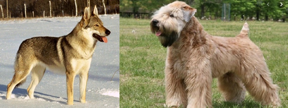 Wheaten Terrier vs Czechoslovakian Wolfdog - Breed Comparison