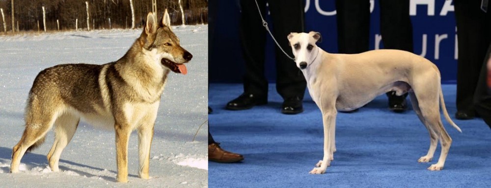 Whippet vs Czechoslovakian Wolfdog - Breed Comparison