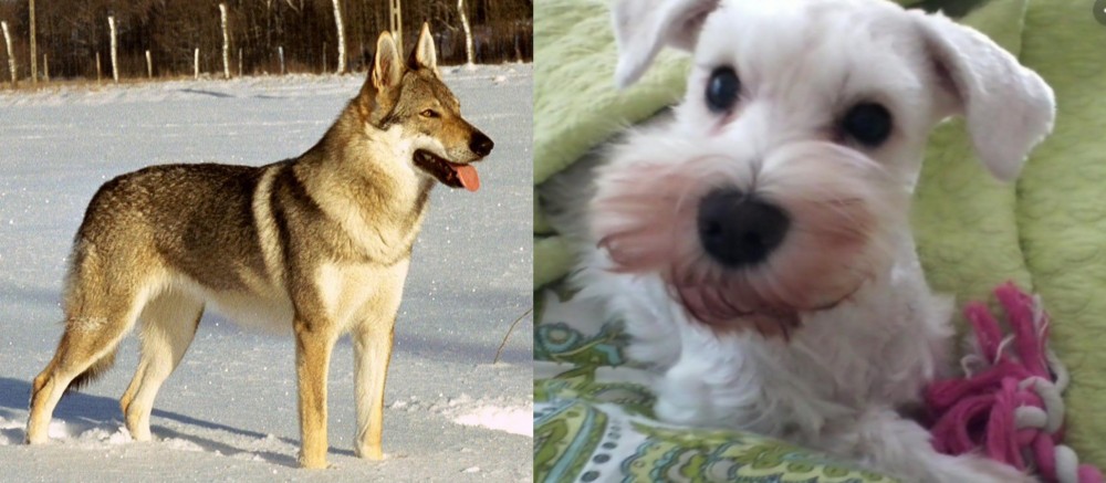 White Schnauzer vs Czechoslovakian Wolfdog - Breed Comparison