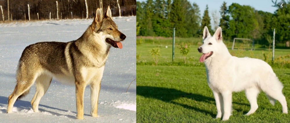 White Shepherd vs Czechoslovakian Wolfdog - Breed Comparison