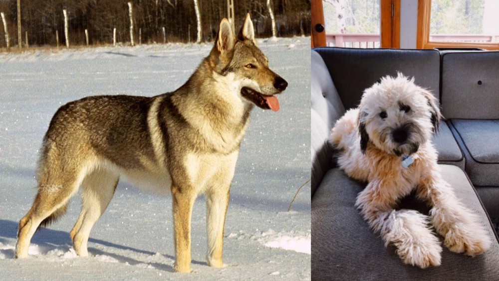 Whoodles vs Czechoslovakian Wolfdog - Breed Comparison