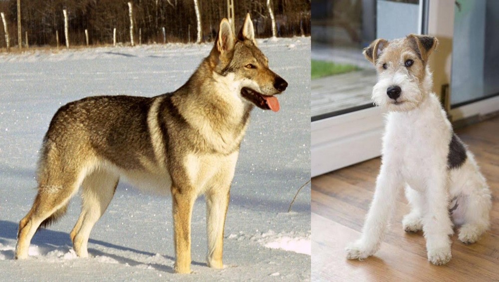 Wire Fox Terrier vs Czechoslovakian Wolfdog - Breed Comparison