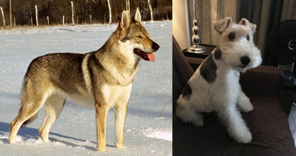 Wire Haired Fox Terrier vs Czechoslovakian Wolfdog - Breed Comparison