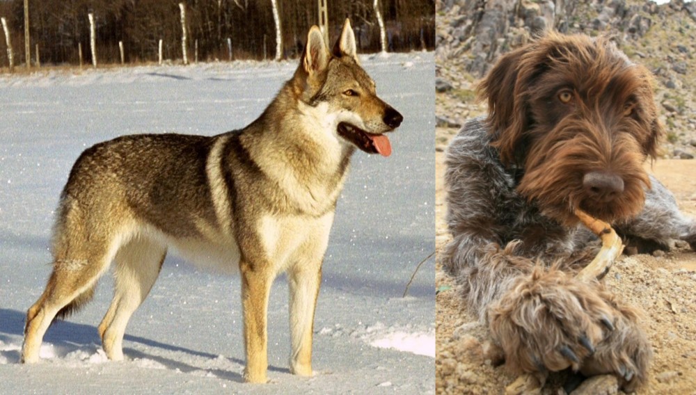 Wirehaired Pointing Griffon vs Czechoslovakian Wolfdog - Breed Comparison