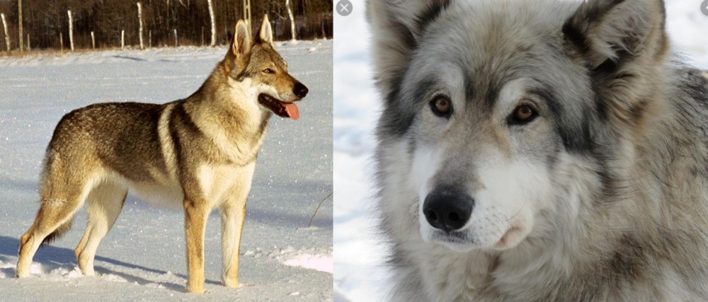 Wolfdog vs Czechoslovakian Wolfdog - Breed Comparison