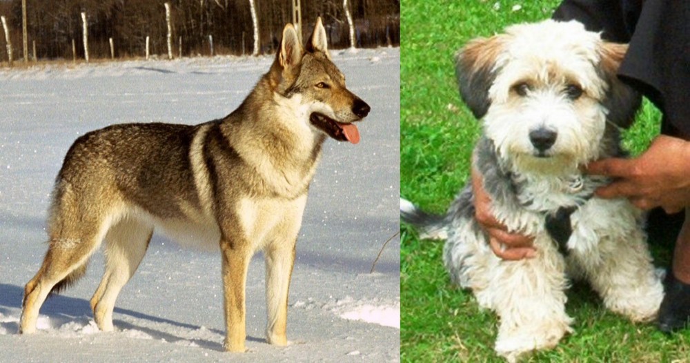 Yo-Chon vs Czechoslovakian Wolfdog - Breed Comparison