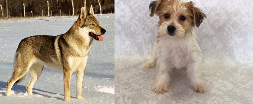 Yochon vs Czechoslovakian Wolfdog - Breed Comparison