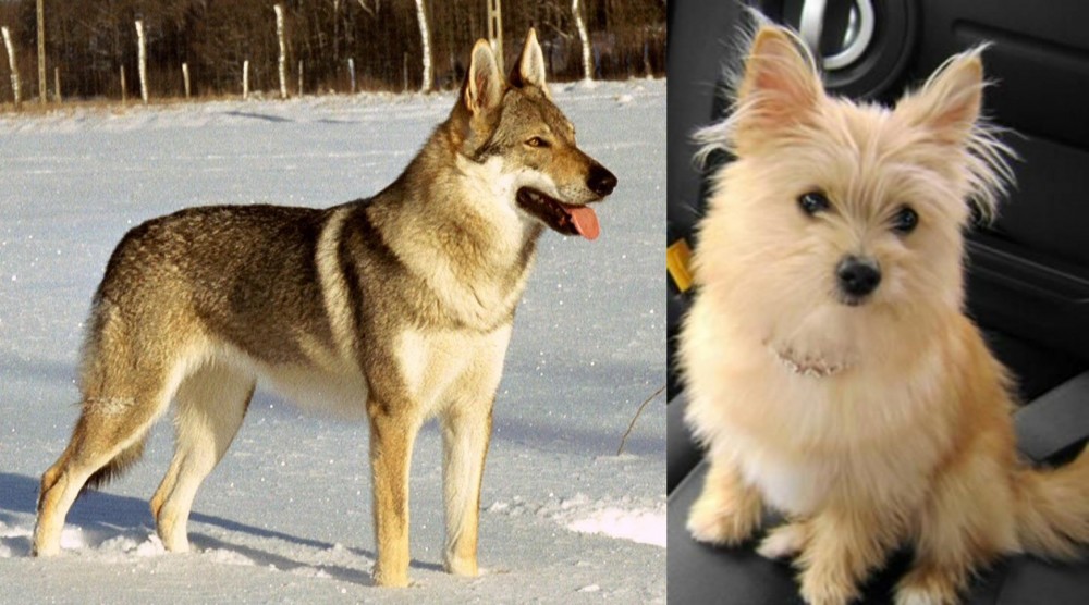 Yoranian vs Czechoslovakian Wolfdog - Breed Comparison