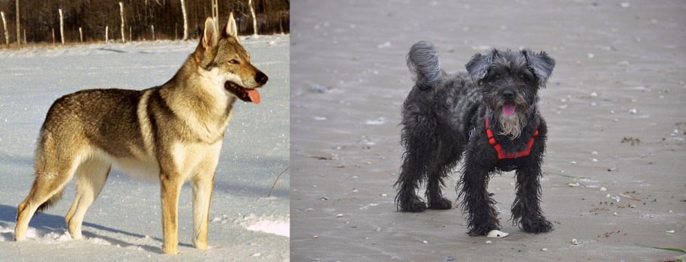 YorkiePoo vs Czechoslovakian Wolfdog - Breed Comparison