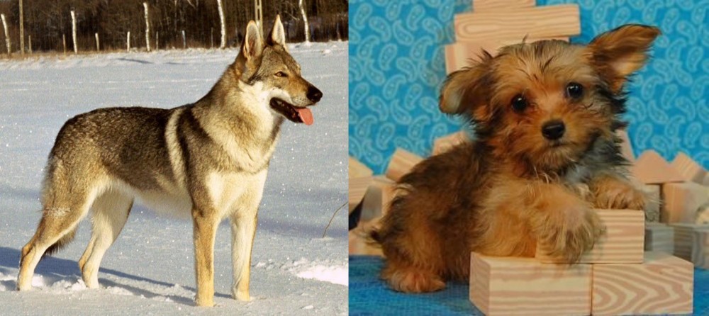 Yorkillon vs Czechoslovakian Wolfdog - Breed Comparison