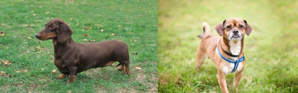 Chug vs Dachshund - Breed Comparison