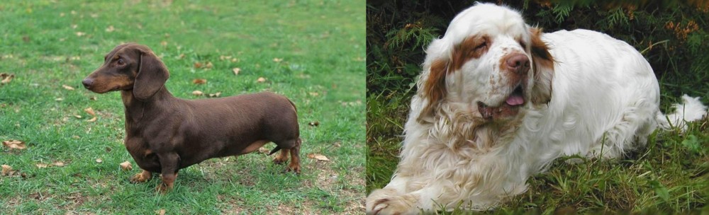 Clumber Spaniel vs Dachshund - Breed Comparison