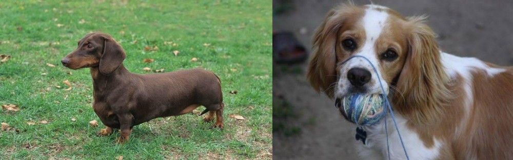 Cockalier vs Dachshund - Breed Comparison