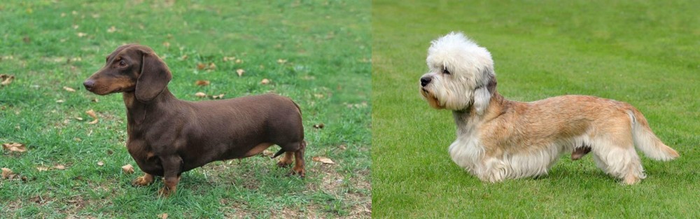 Dandie Dinmont Terrier vs Dachshund - Breed Comparison
