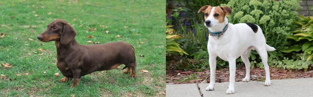 Danish Swedish Farmdog vs Dachshund - Breed Comparison