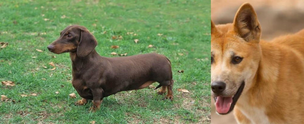 Dingo vs Dachshund - Breed Comparison