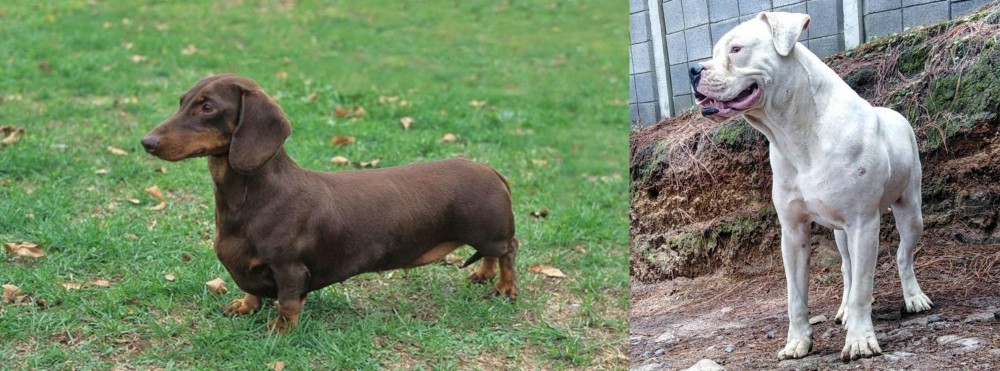 Dogo Guatemalteco vs Dachshund - Breed Comparison