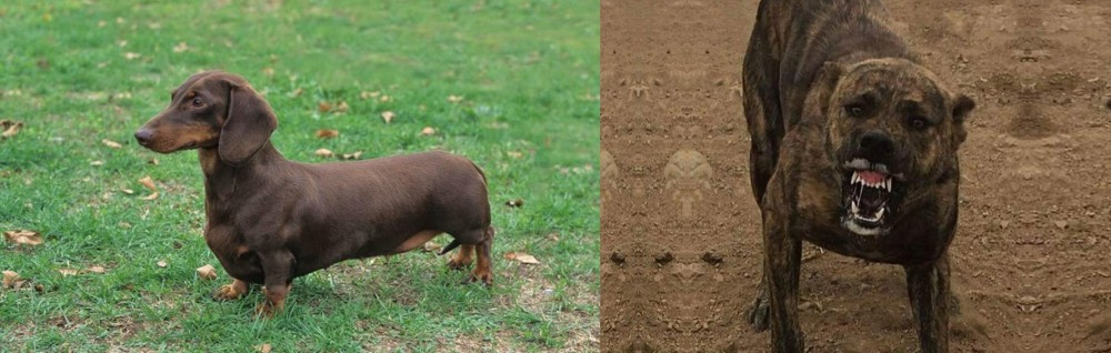 Dogo Sardesco vs Dachshund - Breed Comparison
