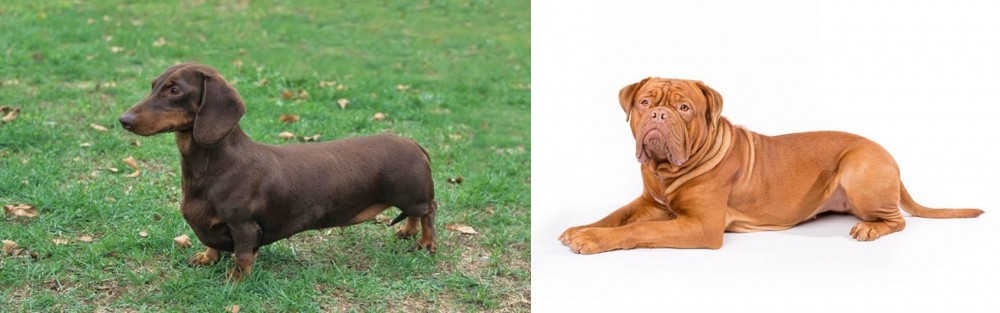 Dogue De Bordeaux vs Dachshund - Breed Comparison