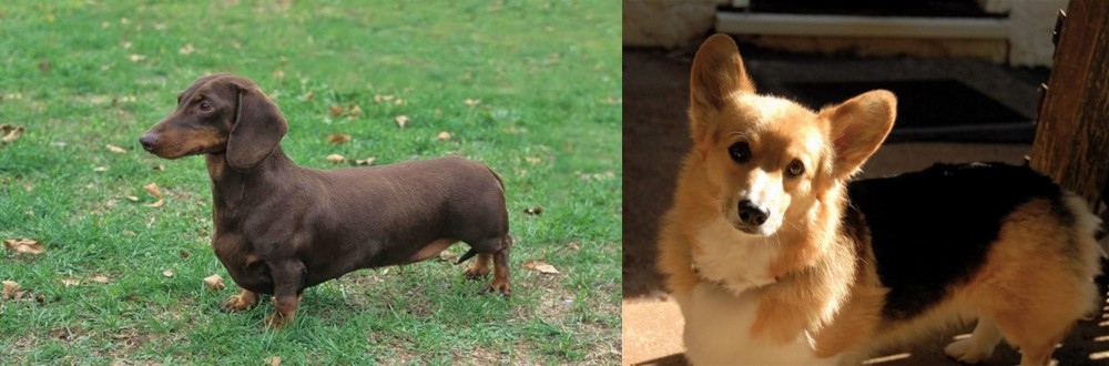 Dorgi vs Dachshund - Breed Comparison