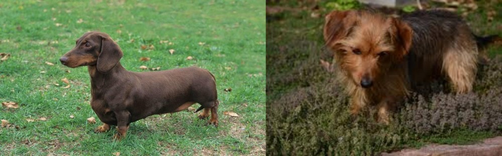 Dorkie vs Dachshund - Breed Comparison