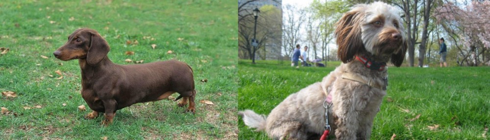 Doxiepoo vs Dachshund - Breed Comparison
