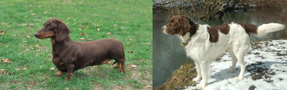 Drentse Patrijshond vs Dachshund - Breed Comparison