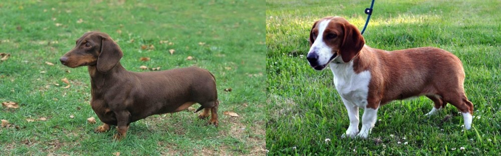 Drever vs Dachshund - Breed Comparison