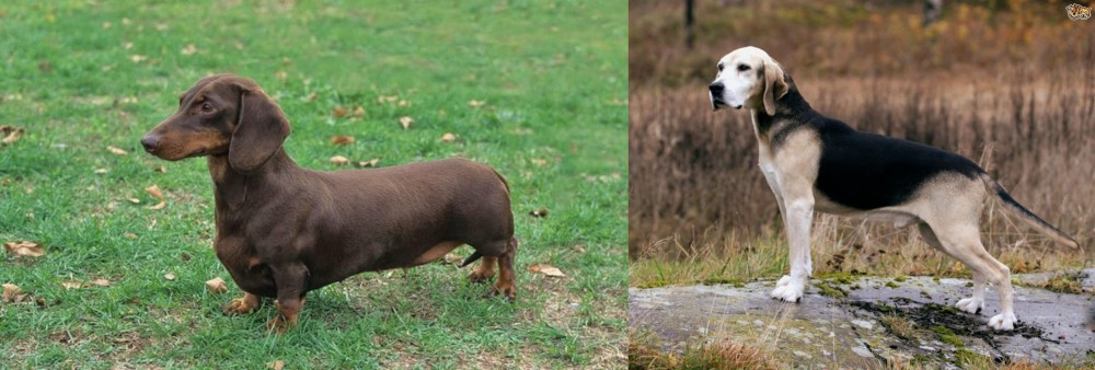 Dunker vs Dachshund - Breed Comparison
