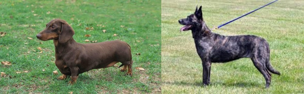 Dutch Shepherd vs Dachshund - Breed Comparison