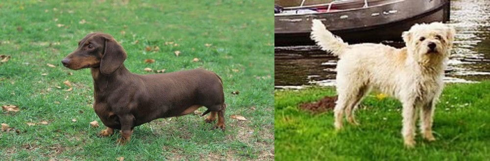Dutch Smoushond vs Dachshund - Breed Comparison