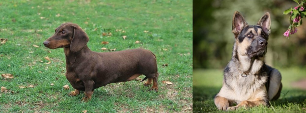 East European Shepherd vs Dachshund - Breed Comparison