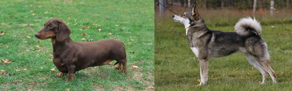 East Siberian Laika vs Dachshund - Breed Comparison