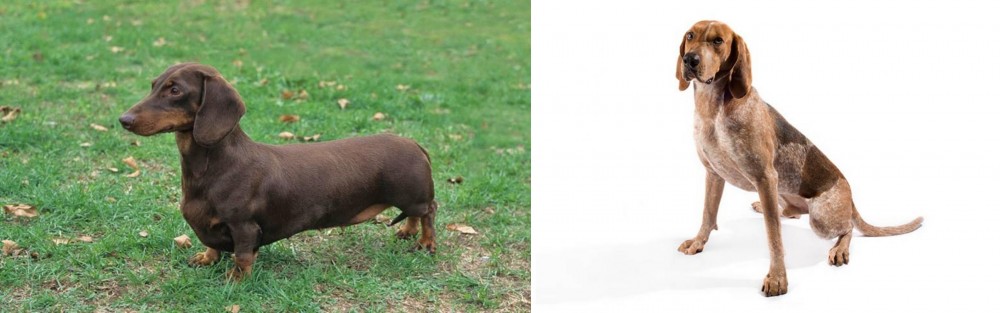 English Coonhound vs Dachshund - Breed Comparison