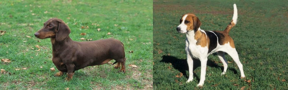 English Foxhound vs Dachshund - Breed Comparison