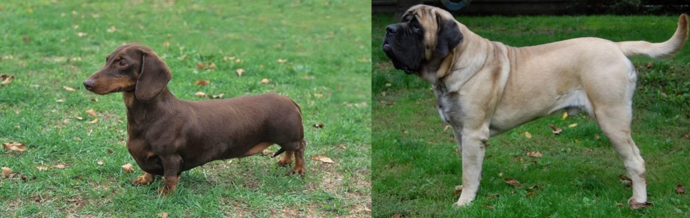 English Mastiff vs Dachshund - Breed Comparison
