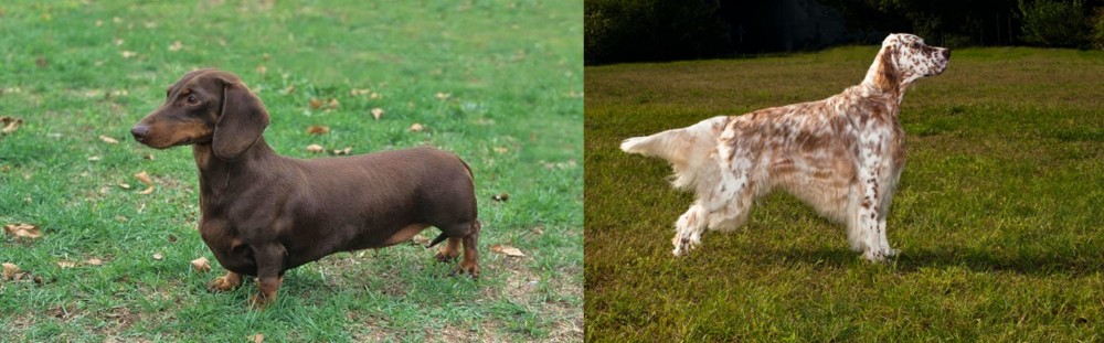 English Setter vs Dachshund - Breed Comparison