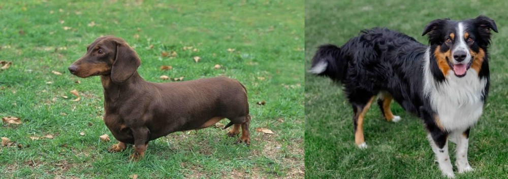 English Shepherd vs Dachshund - Breed Comparison