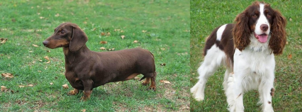 English Springer Spaniel vs Dachshund - Breed Comparison