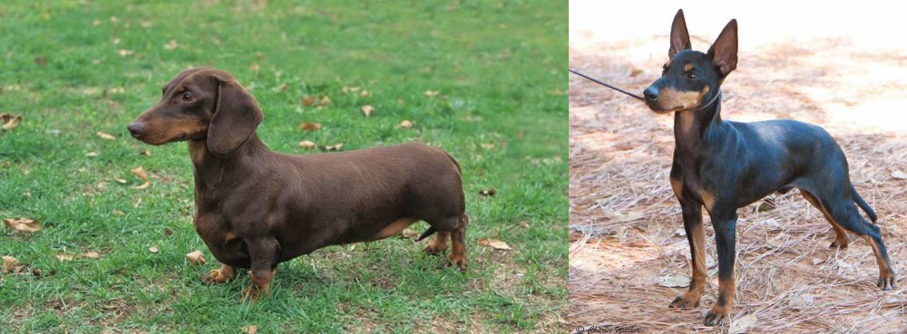 English Toy Terrier (Black & Tan) vs Dachshund - Breed Comparison