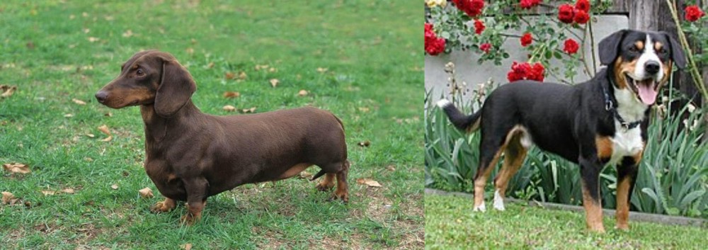 Entlebucher Mountain Dog vs Dachshund - Breed Comparison