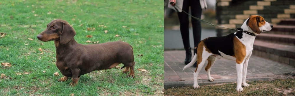 Estonian Hound vs Dachshund - Breed Comparison