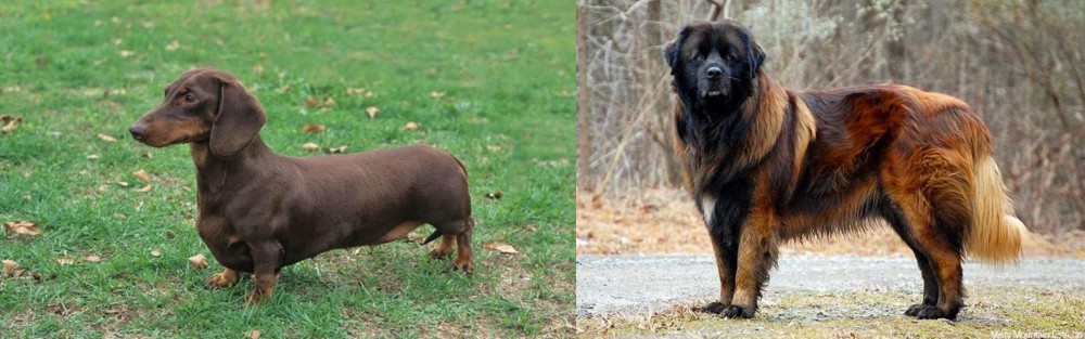 Estrela Mountain Dog vs Dachshund - Breed Comparison