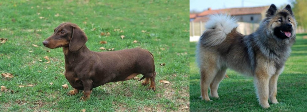 Eurasier vs Dachshund - Breed Comparison
