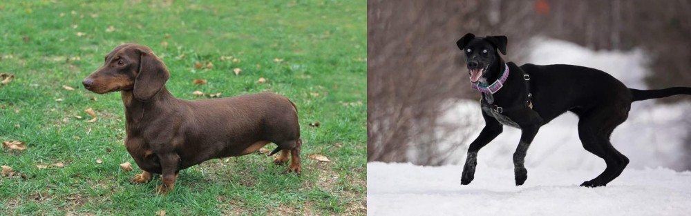Eurohound vs Dachshund - Breed Comparison