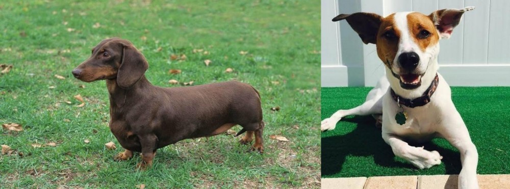 Feist vs Dachshund - Breed Comparison