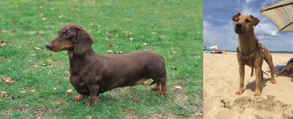 Fell Terrier vs Dachshund - Breed Comparison