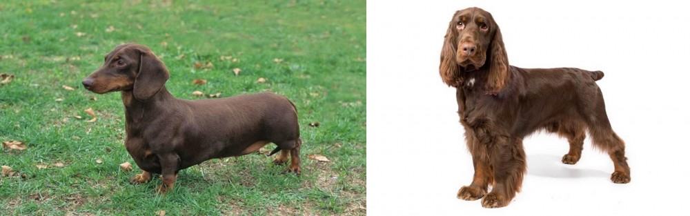 Field Spaniel vs Dachshund - Breed Comparison
