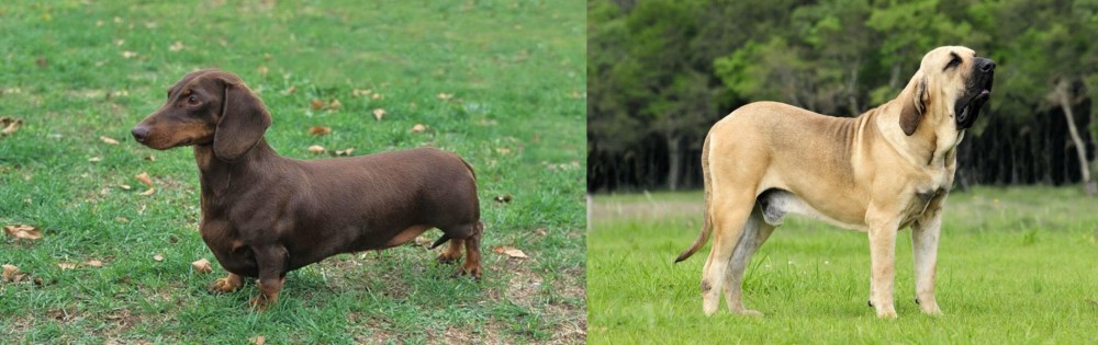 Fila Brasileiro vs Dachshund - Breed Comparison