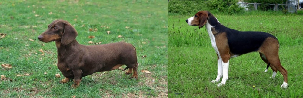 Finnish Hound vs Dachshund - Breed Comparison